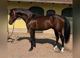 KWPN, Hengst, 3 Jaar, 170 cm, Bruin