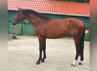 KWPN, Hengst, 3 Jaar, 170 cm, Bruin