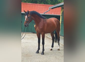 KWPN, Hengst, 3 Jaar, 170 cm, Bruin