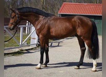 KWPN, Hengst, 3 Jaar, 170 cm, Bruin
