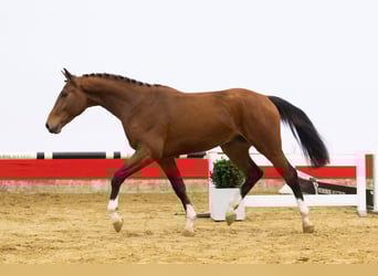 KWPN, Hengst, 3 Jaar, 170 cm, Bruin