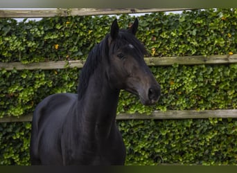 KWPN, Hengst, 3 Jaar, 170 cm, Donkerbruin