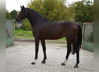 KWPN, Hengst, 3 Jaar, 170 cm, Donkere-vos