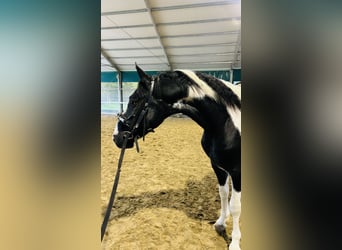 KWPN, Hengst, 3 Jaar, 170 cm