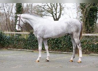 KWPN, Hengst, 3 Jaar, 170 cm