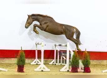 KWPN, Hengst, 3 Jaar, 170 cm, Vos