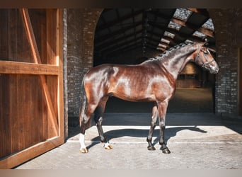 KWPN, Hengst, 3 Jaar, 170 cm, Zwart