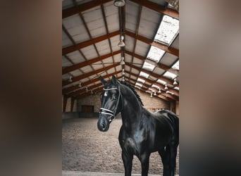 KWPN, Hengst, 3 Jaar, 170 cm, Zwart
