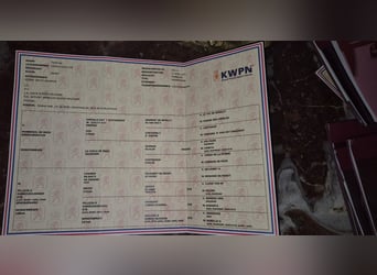 KWPN, Hengst, 3 Jaar, 170 cm, Zwart