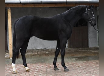 KWPN, Hengst, 3 Jaar, 170 cm, Zwart