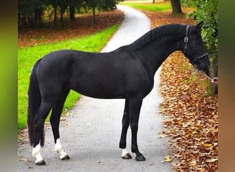 KWPN, Hengst, 3 Jaar, 170 cm, Zwart