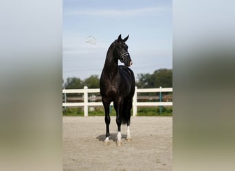KWPN, Hengst, 3 Jaar, 171 cm, Zwart