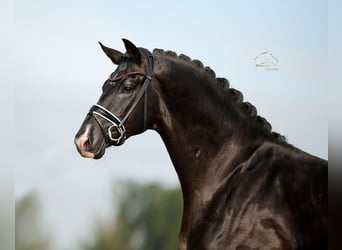 KWPN, Hengst, 3 Jaar, 171 cm, Zwart