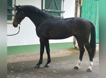KWPN, Hengst, 3 Jaar, 172 cm, Donkerbruin