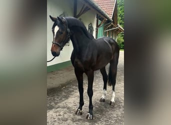 KWPN, Hengst, 3 Jaar, 172 cm, Donkerbruin