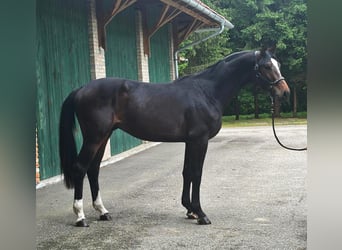 KWPN, Hengst, 3 Jaar, 172 cm, Donkerbruin