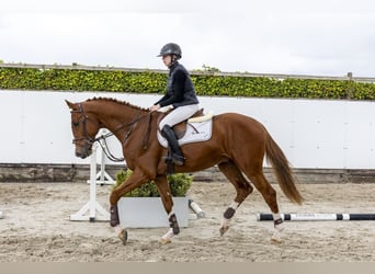 KWPN, Hengst, 3 Jaar, 172 cm, Vos