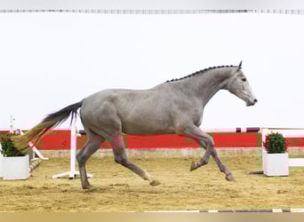 KWPN, Hengst, 3 Jaar, 173 cm, Schimmel