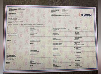 KWPN, Hengst, 3 Jaar, 173 cm, Zwart