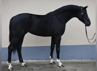 KWPN, Hengst, 3 Jaar, 173 cm, Zwart