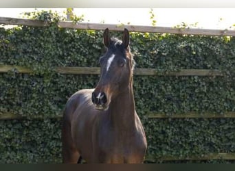 KWPN, Hengst, 3 Jaar, 174 cm, Donkerbruin