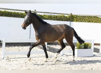KWPN, Hengst, 3 Jaar, 174 cm, Donkerbruin