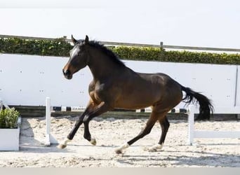 KWPN, Hengst, 3 Jaar, 174 cm, Donkerbruin