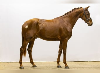 KWPN, Hengst, 3 Jaar, 180 cm, Donkere-vos