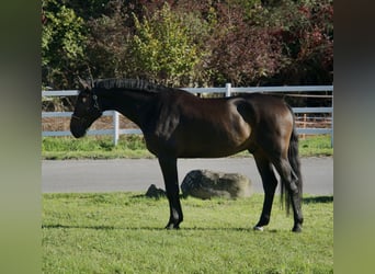 KWPN, Hengst, 3 Jaar, Bruin