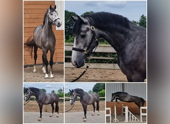 KWPN, Hengst, 3 Jaar, Schimmel