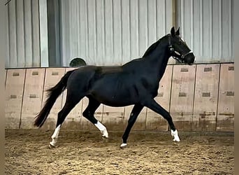 KWPN, Hengst, 3 Jahre, 153 cm, Rappe