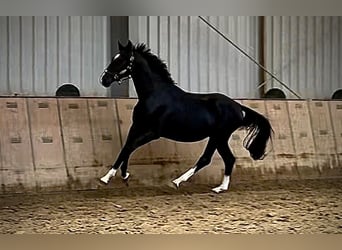 KWPN, Hengst, 3 Jahre, 153 cm, Rappe
