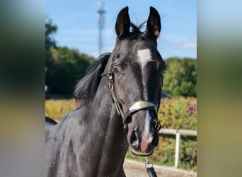 KWPN, Hengst, 3 Jahre, 153 cm, Rappe