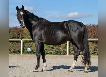 KWPN, Hengst, 3 Jahre, 153 cm, Rappe
