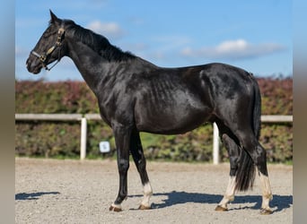KWPN, Hengst, 3 Jahre, 153 cm, Rappe