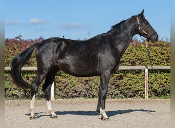 KWPN, Hengst, 3 Jahre, 153 cm, Rappe