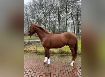 KWPN, Hengst, 3 Jahre, 160 cm, Dunkelfuchs