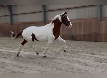 KWPN, Hengst, 3 Jahre, 160 cm, Schecke