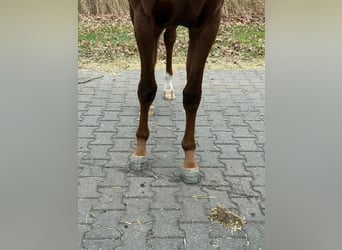 KWPN, Hengst, 3 Jahre, 161 cm, Fuchs