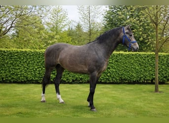 KWPN, Hengst, 3 Jahre, 162 cm, Braunfalbschimmel