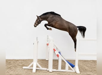 KWPN, Hengst, 3 Jahre, 162 cm, Braunfalbschimmel