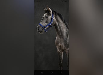 KWPN, Hengst, 3 Jahre, 162 cm, Braunfalbschimmel