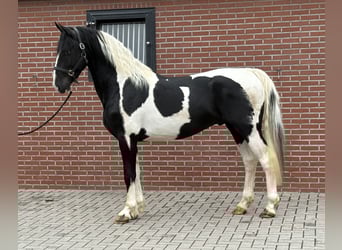 KWPN, Hengst, 3 Jahre, 162 cm, Schecke