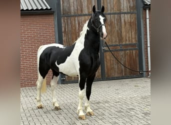 KWPN, Hengst, 3 Jahre, 162 cm, Schecke