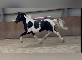KWPN, Hengst, 3 Jahre, 162 cm, Schecke