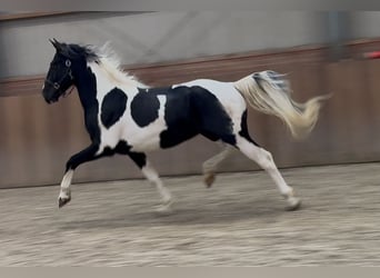 KWPN, Hengst, 3 Jahre, 162 cm, Schecke