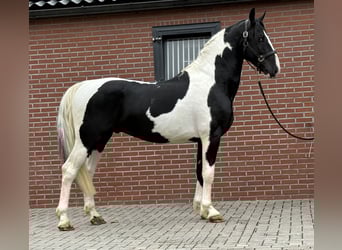 KWPN, Hengst, 3 Jahre, 162 cm, Schecke