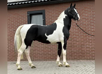 KWPN, Hengst, 3 Jahre, 162 cm, Schecke