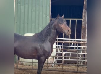 KWPN, Hengst, 3 Jahre, 162 cm, Schwarzbrauner
