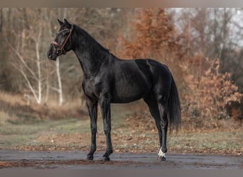 KWPN, Hengst, 3 Jahre, 163 cm, Rappe